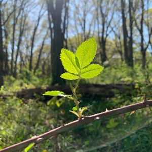 Melisa C - Parks & Rec profile