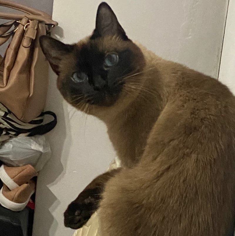 Rhyan Magalhães profile