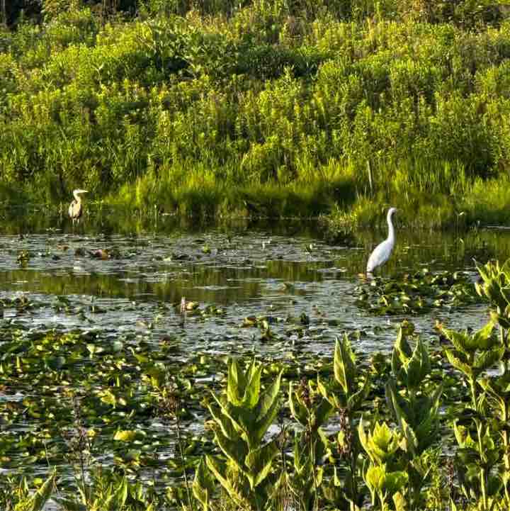 Ephicacy Shobhana🌼💕👟 post image