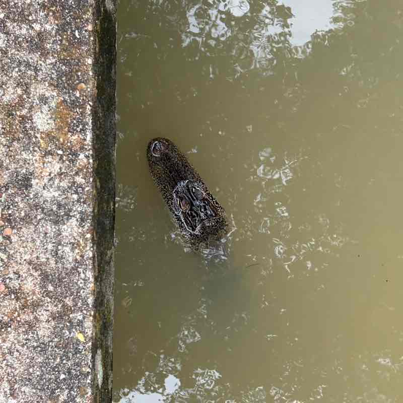 PBS USA - TEAM RAY Qi post image