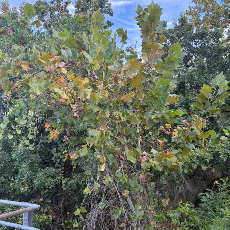 Ephi-walkers marisol.rivera post image