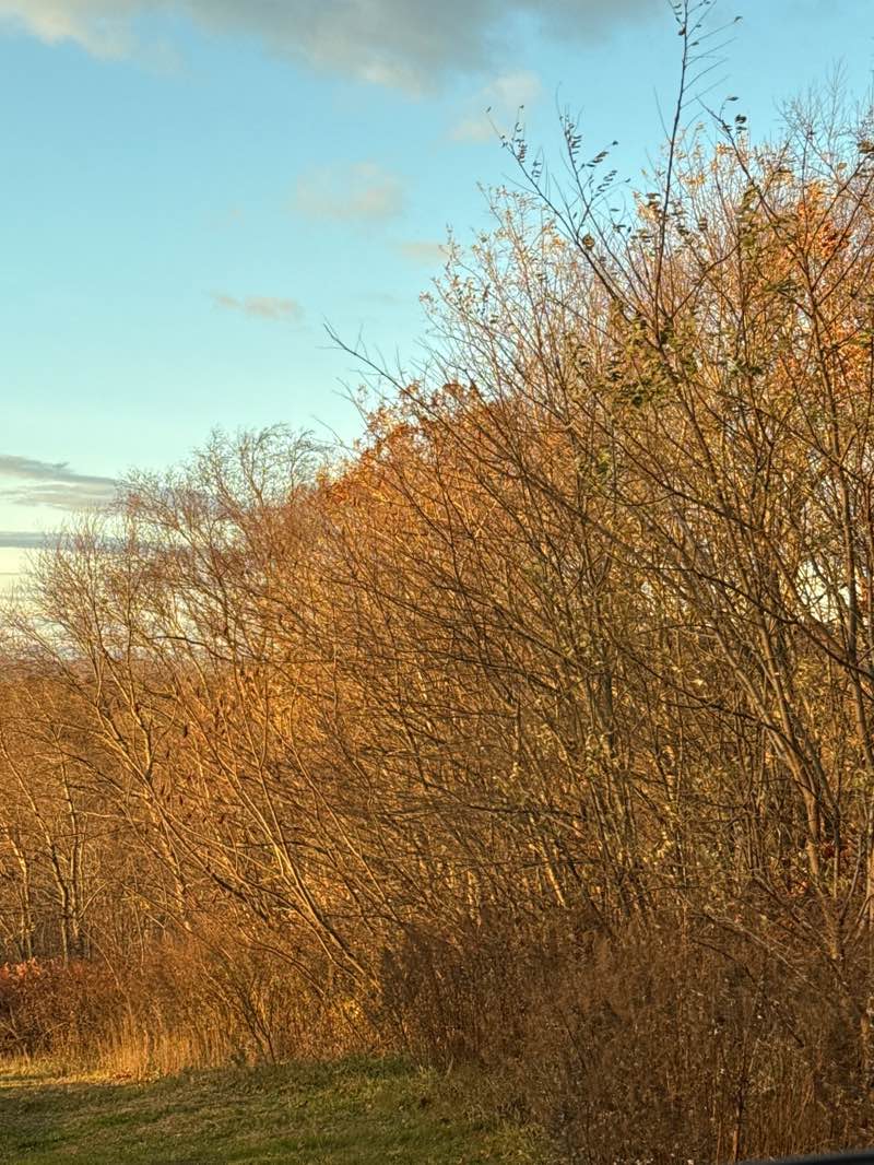 walking near me in Henry Park in autumn