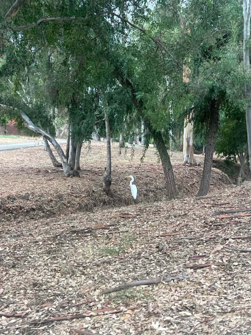 walking near me in Hickory Creek Nature Park in autumn