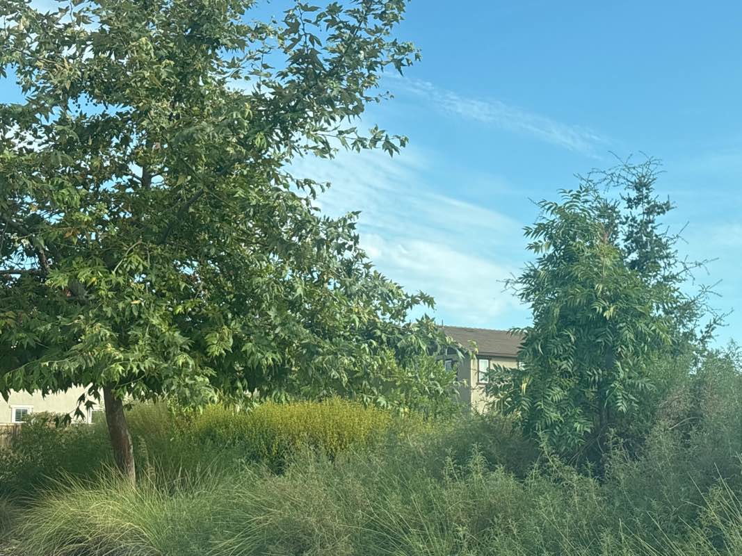 walking near me in Nela Luken Park in summer