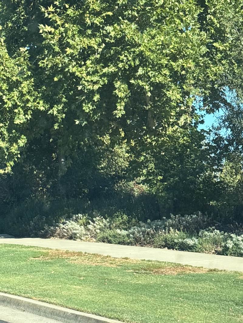 walking near me in Mahany Park in summer