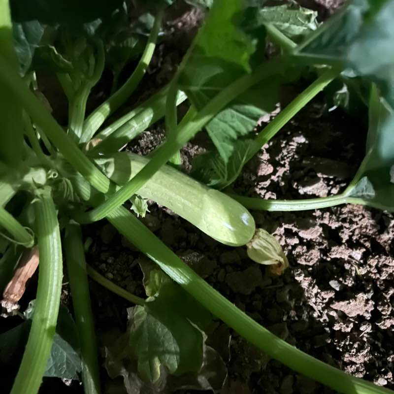 دلیران تنگستان Raziye post image