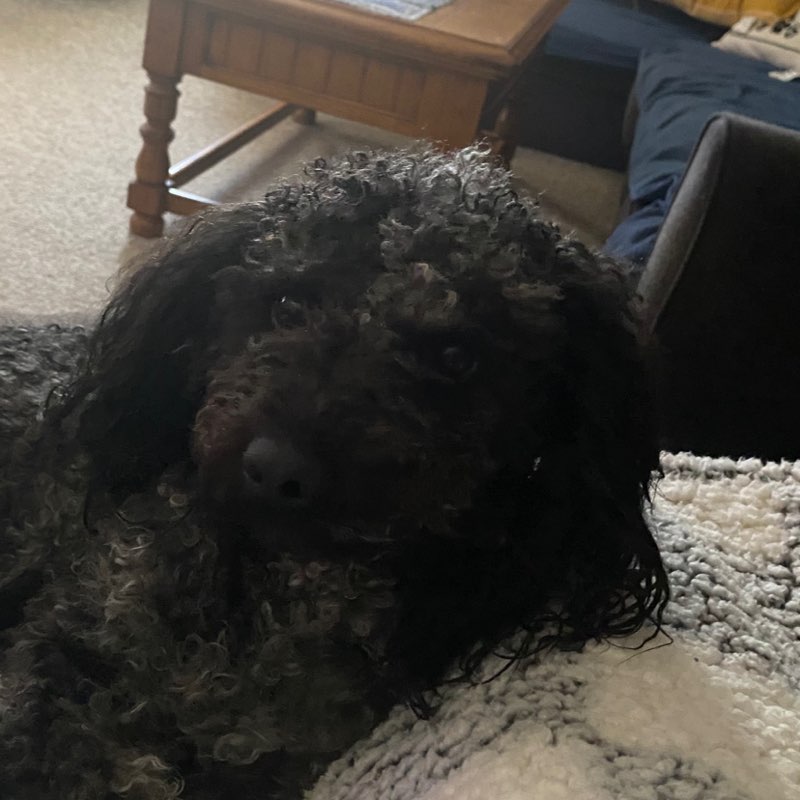 joanne.petras profile