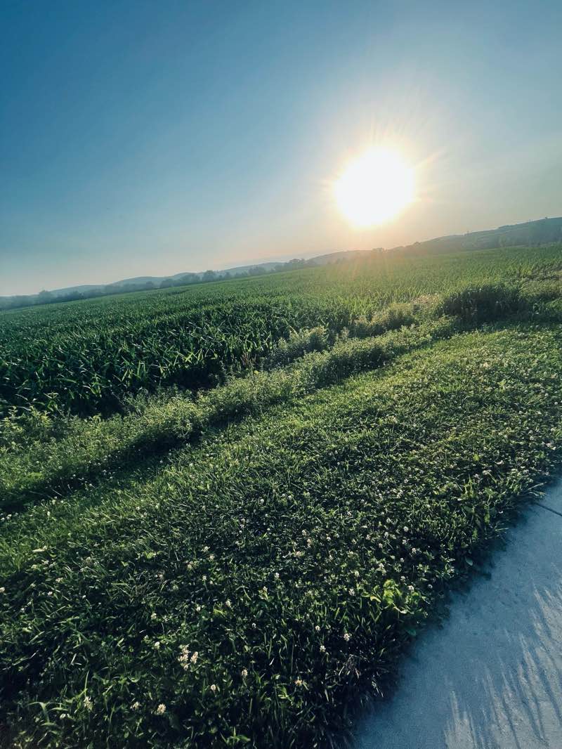 walking near me in Hillcrest Park in summer