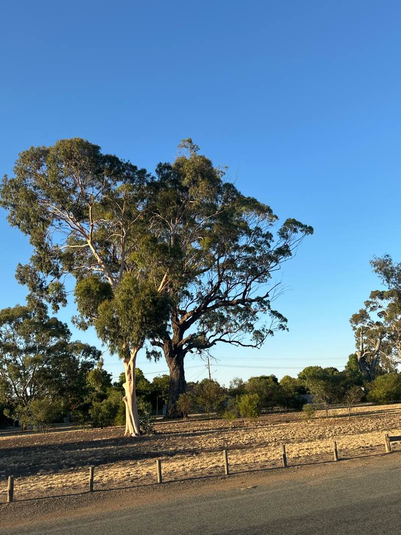 walking near me in Sherbourne Park in summer