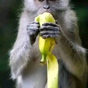 Abu el-Saadiq profile