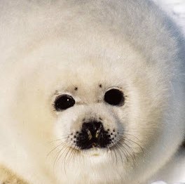 Беспонтовый Пирожок profile