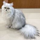 月下独行一只猫😸