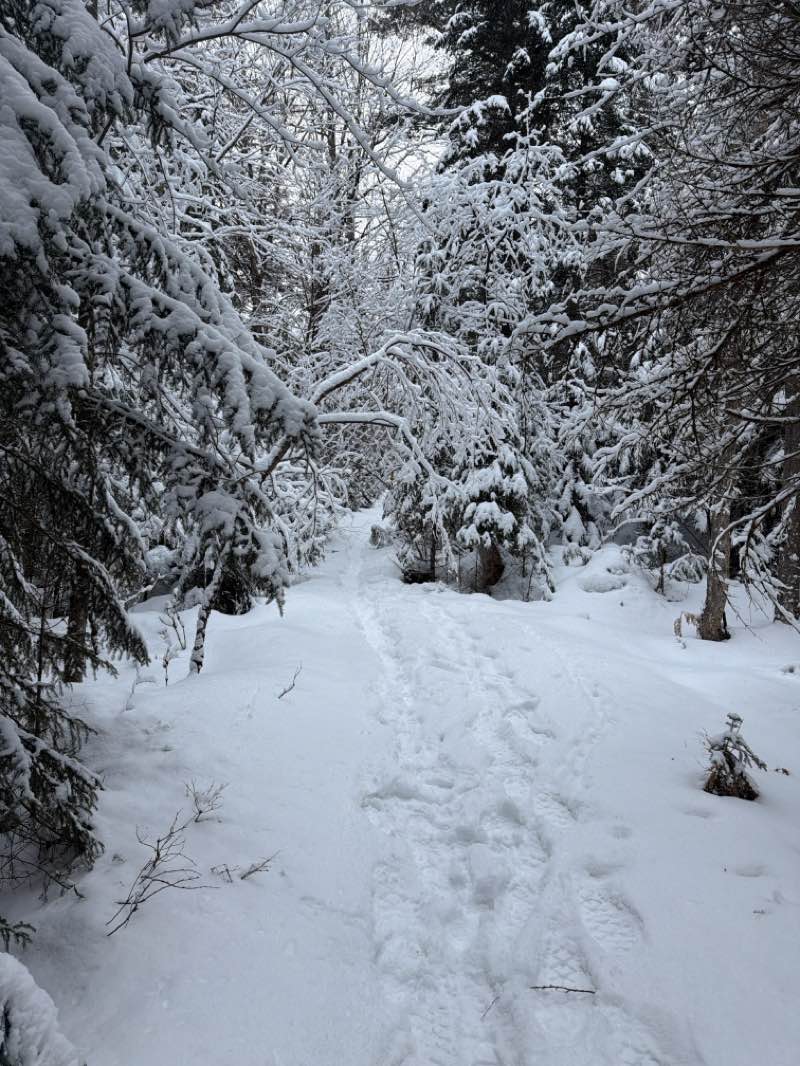 walking near me in Mt Sabbatis Town Park in winter