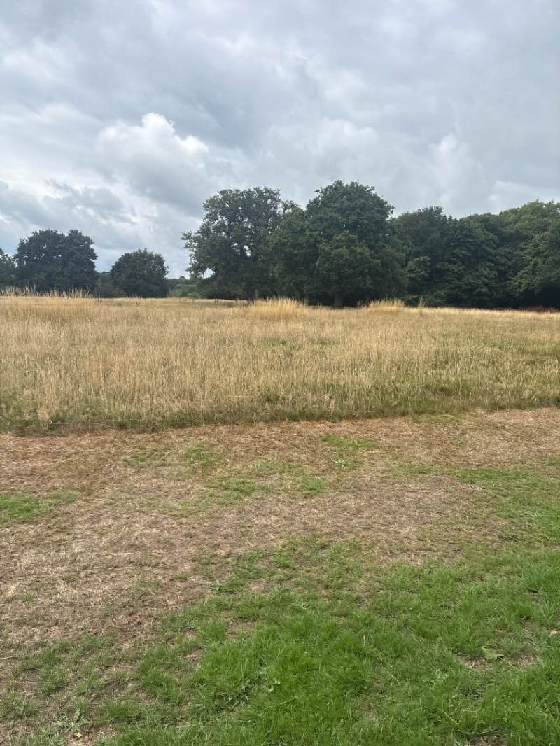 walking near me in Monken Hadley Common in autumn