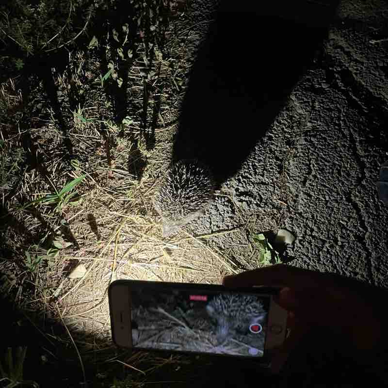 Пенисы Kostya post image