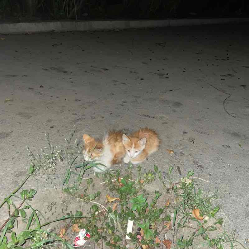 Пенисы Kostya post image