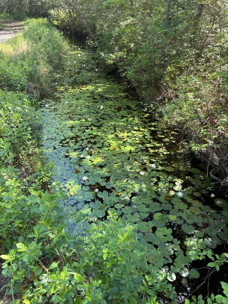 walking near me in Double Trouble State Park in summer