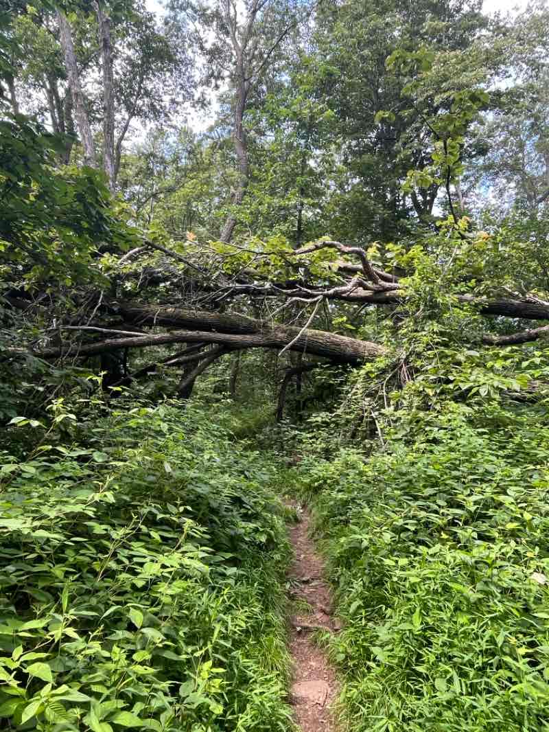 walking near me in Joseph E. Ibberson Conservation Area in summer