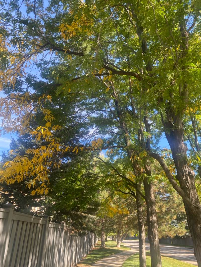 walking near me in Stroh Ranch Soccer Fields in autumn