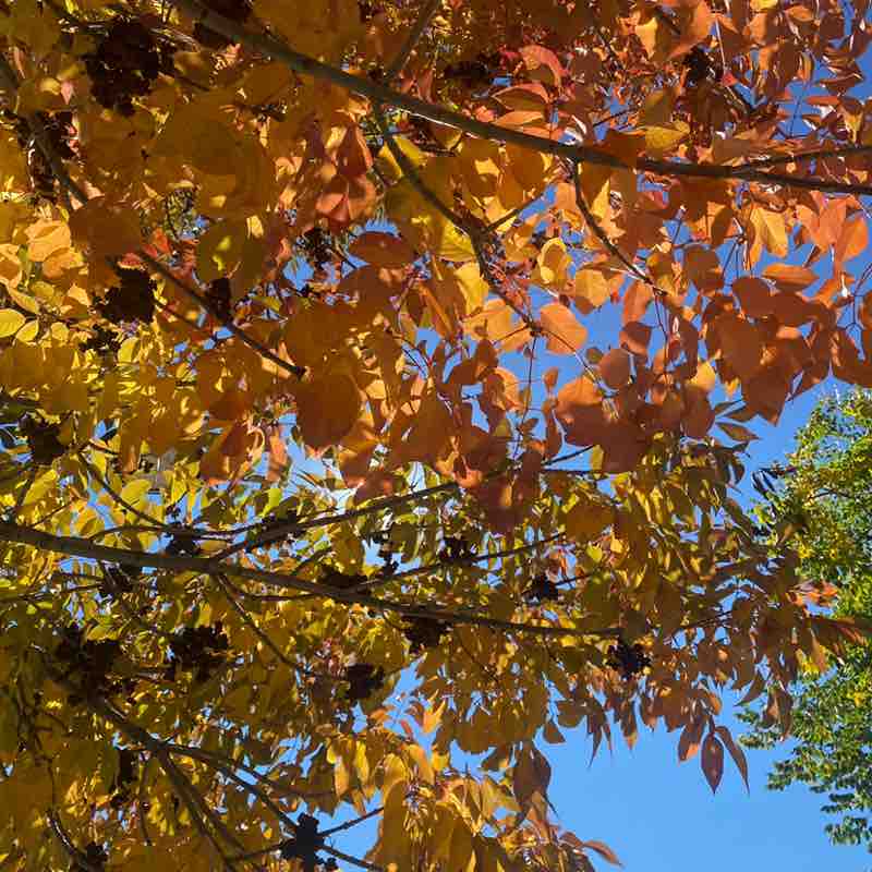 Mary Catherine Trego post 2