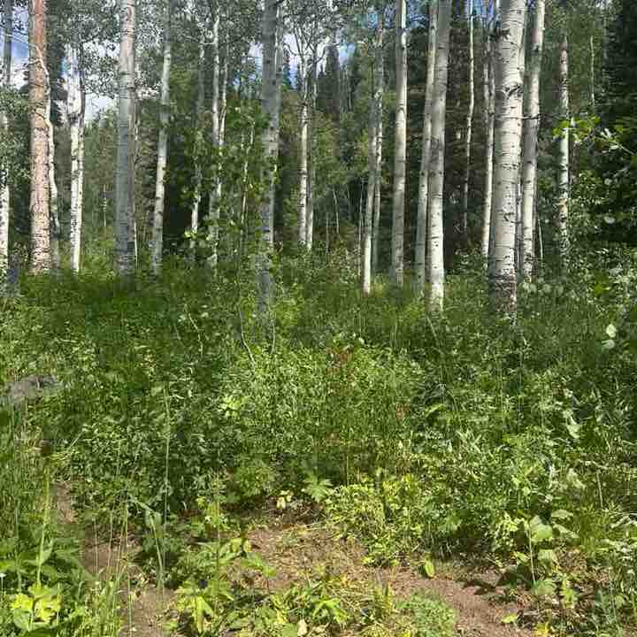 WVC Steps Challenge Chad-parks maintenance post image