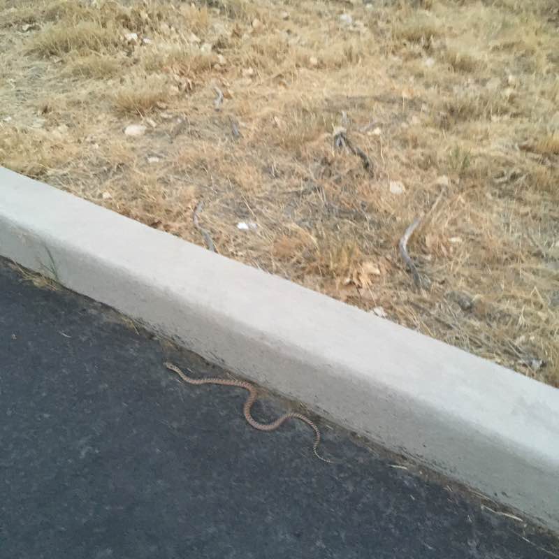 WVC Steps Challenge Chad-parks maintenance post image