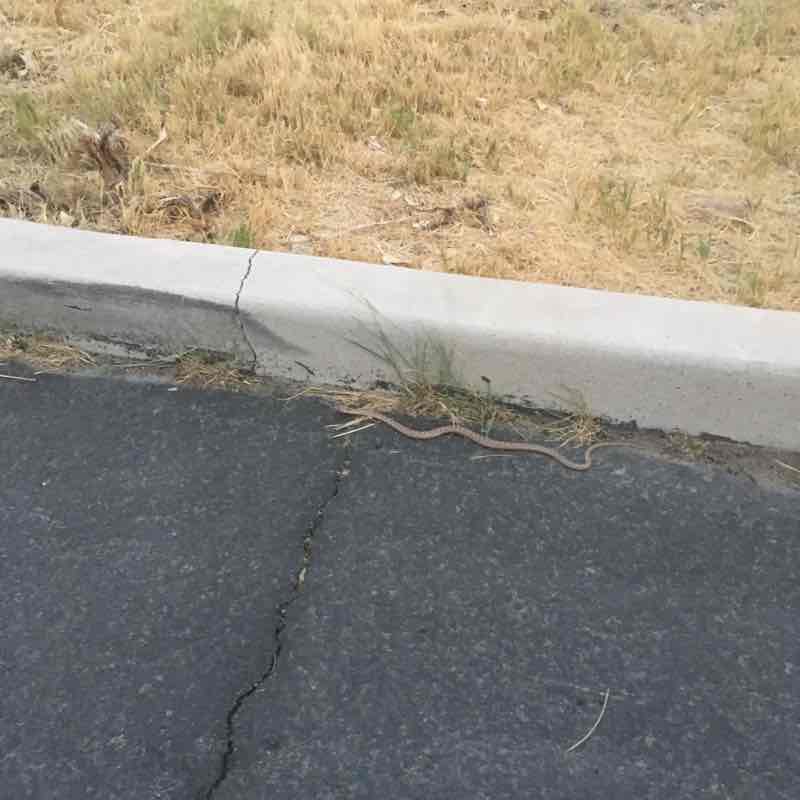 WVC Steps Challenge Chad-parks maintenance post image