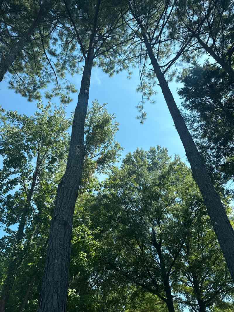walking near me in Freedom Park in autumn
