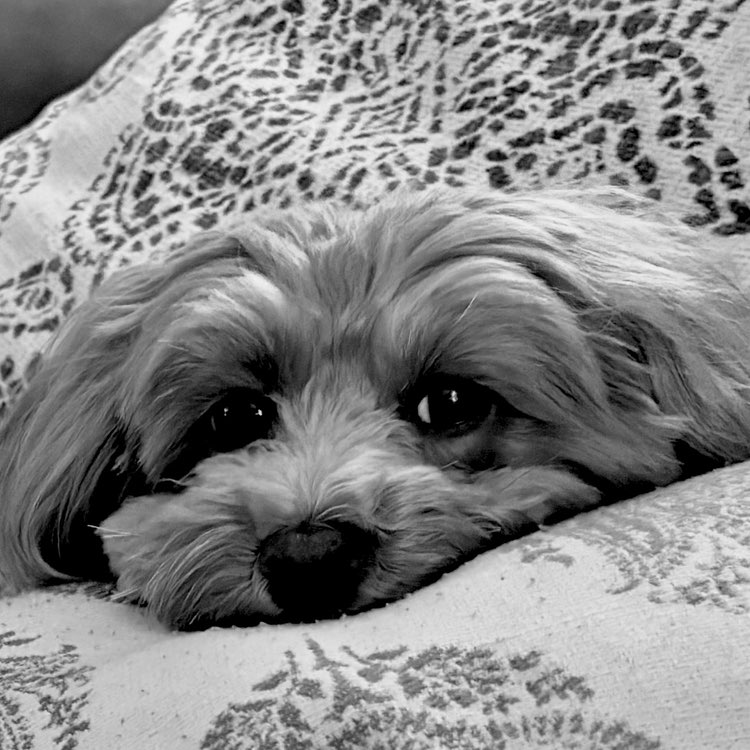 Dennis🐶