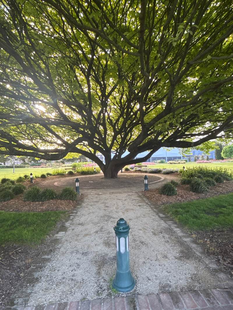 walking near me in Mitchell Park in spring
