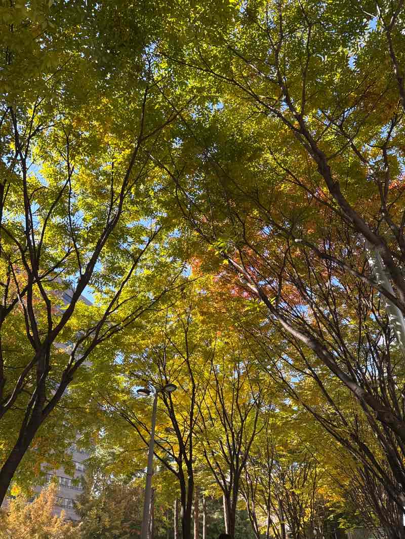 walking near me in 경의선숲길공원 in autumn