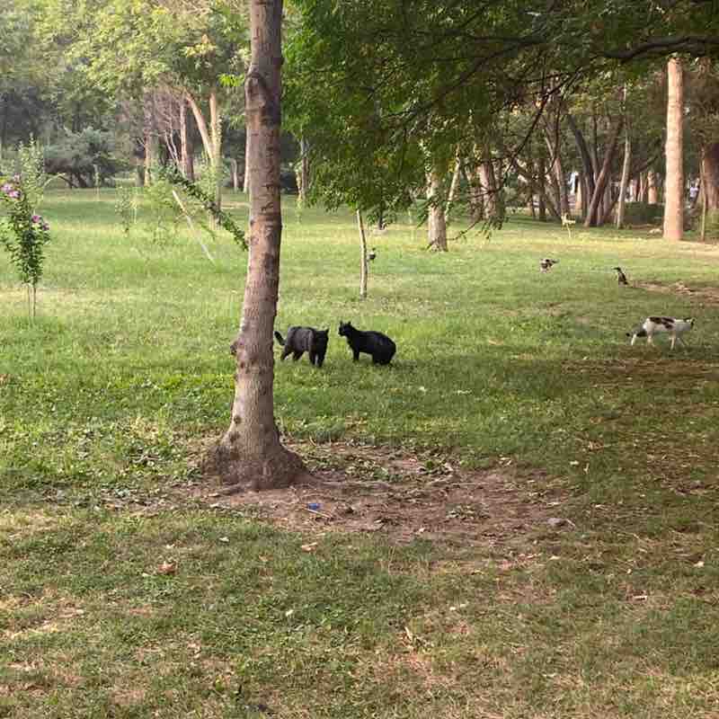 Mohammd Mahdi post 1