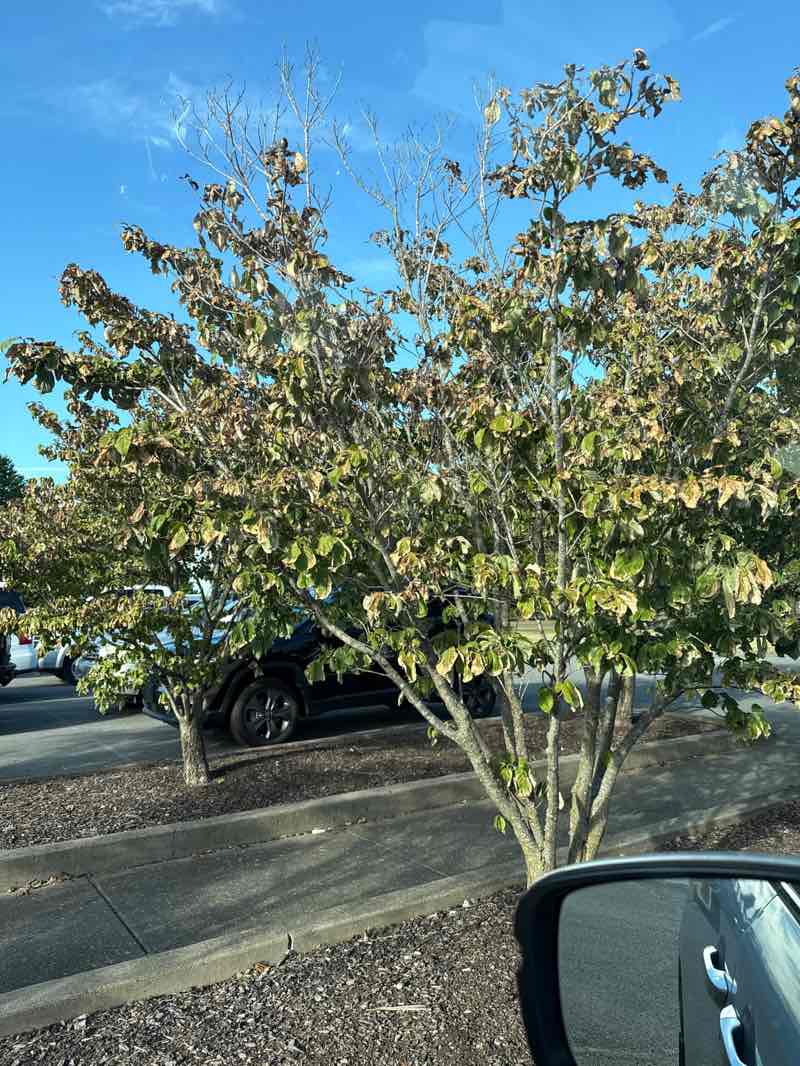 walking near me in Hobson Grove Park in autumn