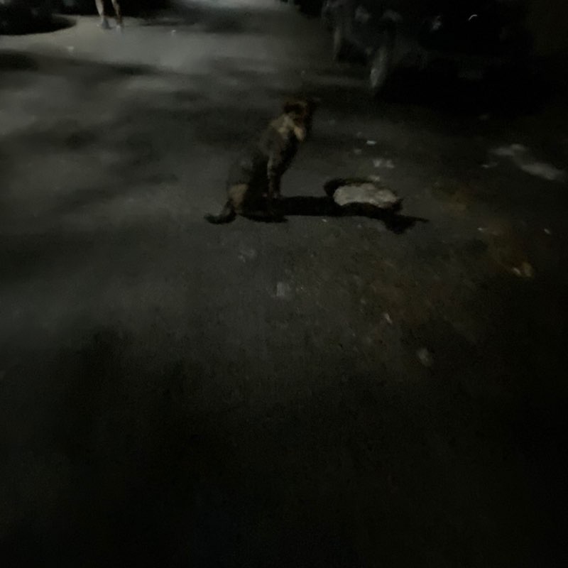 ricepot revival arc rawaa post image