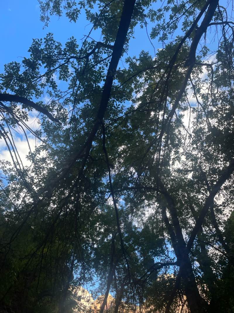 walking near me in Zion National Park in autumn