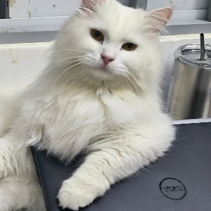 Định Lê Văn icon