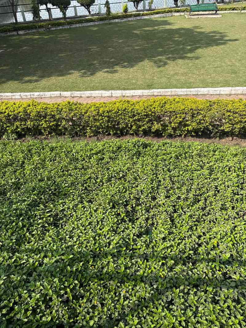 walking near me in Shahpura Park in winter