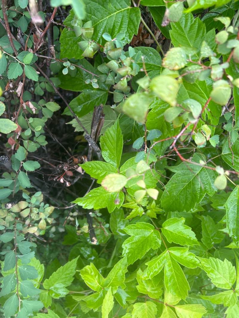 walking near me in Parc René-Patenaude in autumn