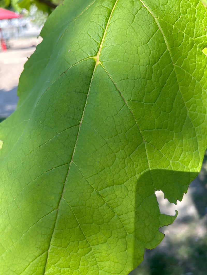 walking near me in Parc Bousquet in autumn