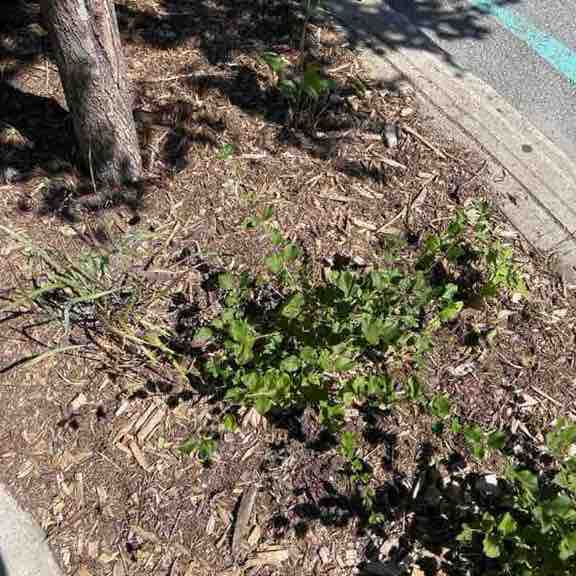 MoonWalker 🇲🇦🇨🇦 post 1