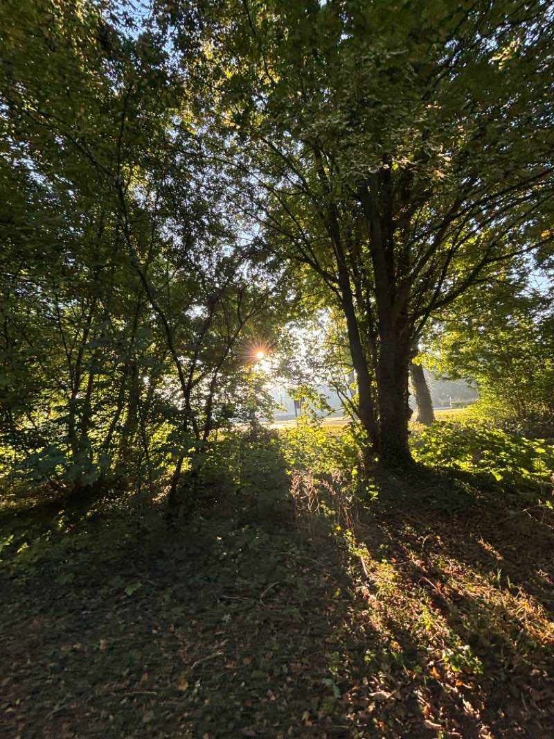 walking near me in Burgemeester van Zwietenpark in autumn