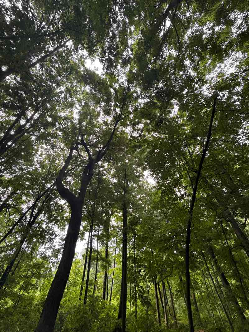 walking near me in Cumberland Park in summer
