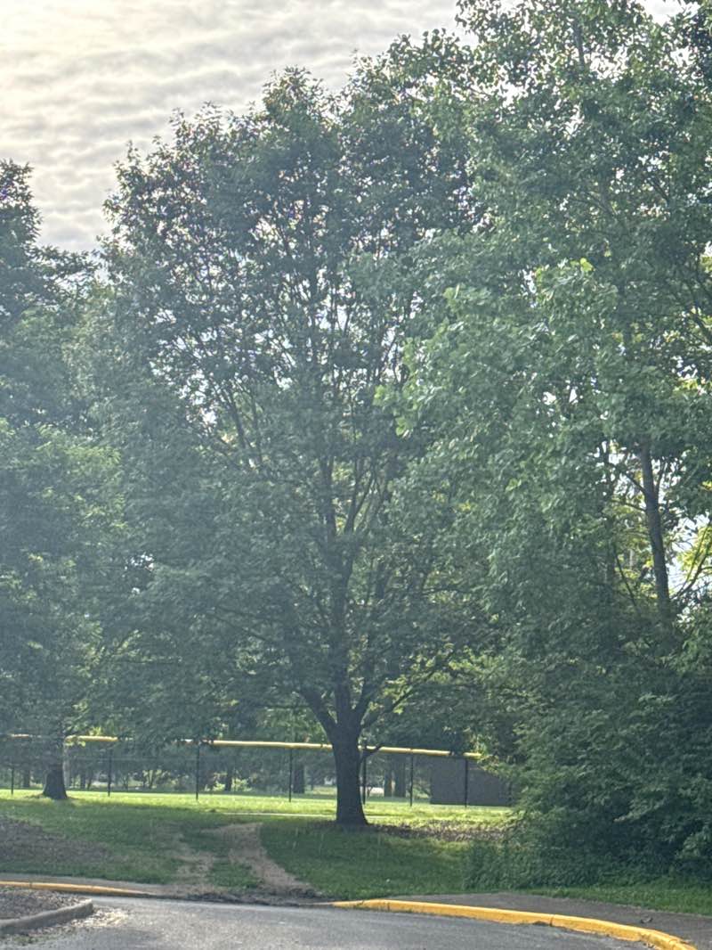 walking near me in Armstrong Park in summer
