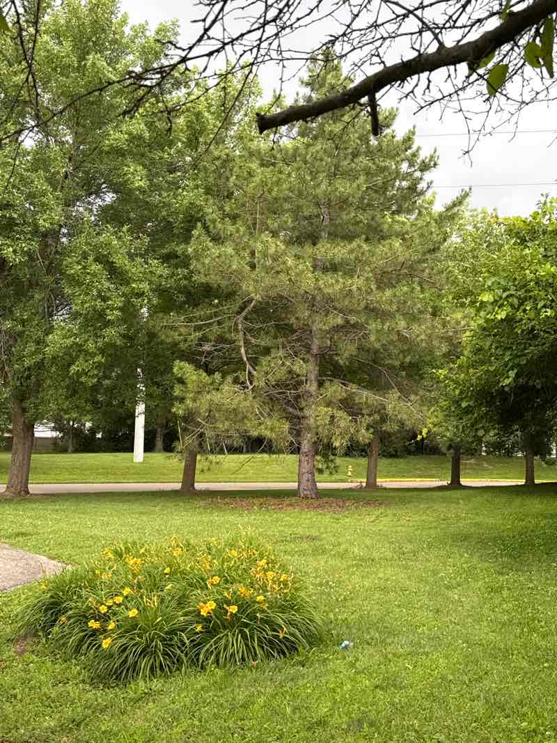 walking near me in Munger Park in summer