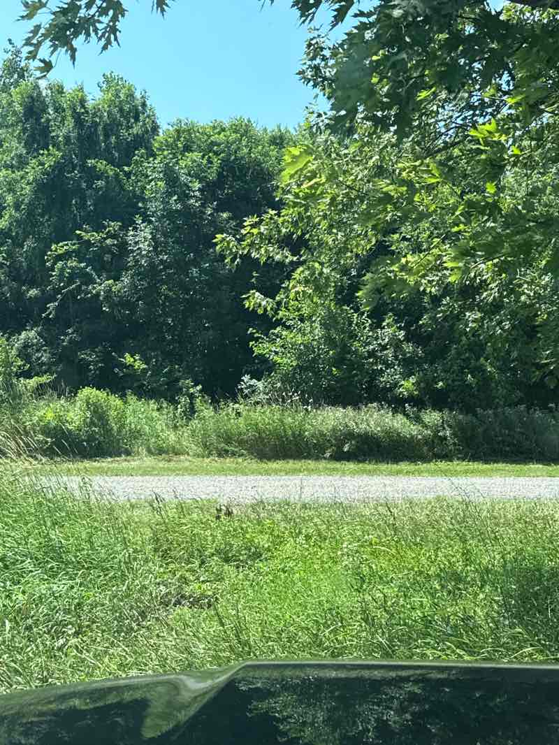 walking near me in McAllister Park in summer
