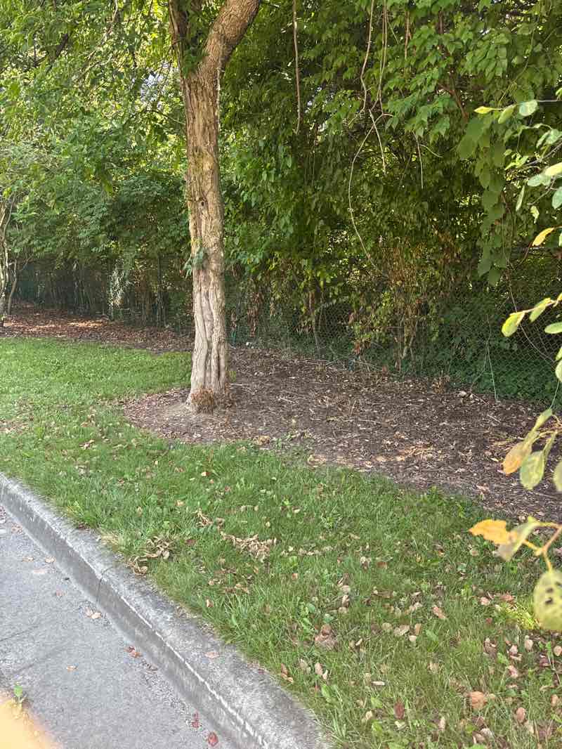 walking near me in Armstrong Park in summer