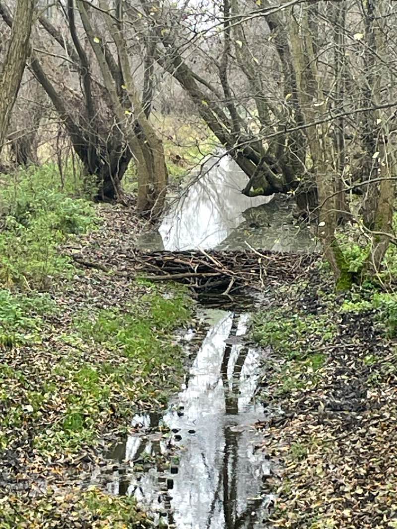 walking near me in Park Centralny in autumn