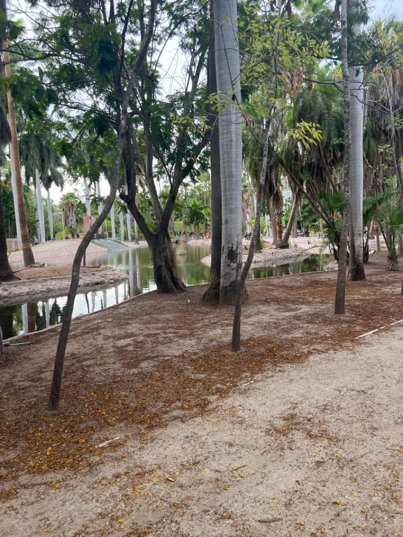 walking near me in Jardín Botánico Benjamin Francis Johnston (Parque Sinaloa) in autumn