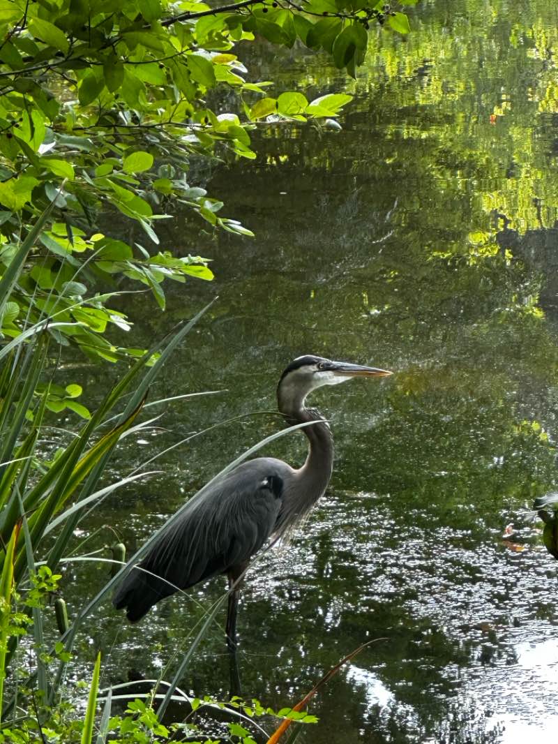 walking near me in Vines Gardens in autumn