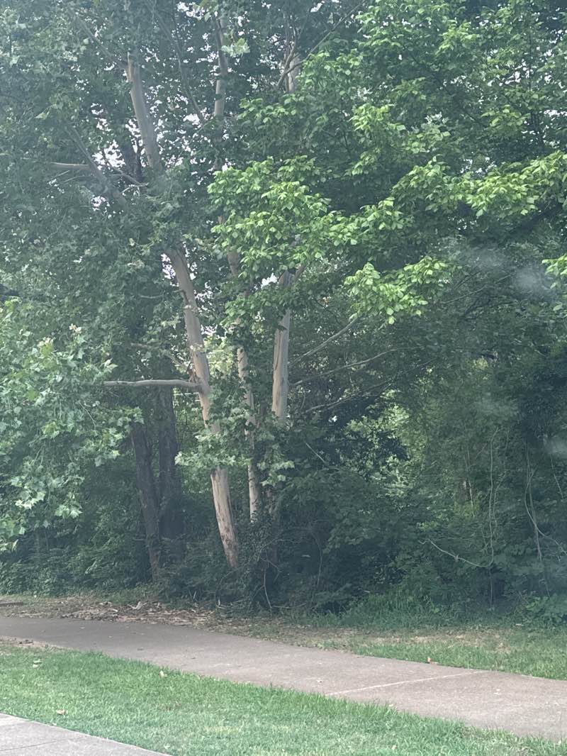 walking near me in Rose Rudman Park in autumn